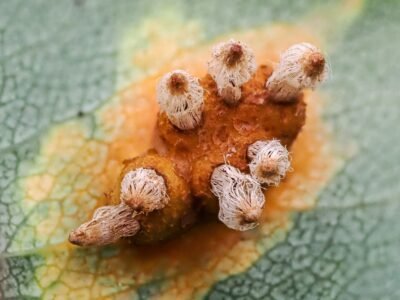 Photo PESTLE Analysis